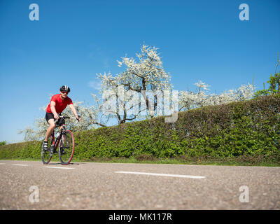 L'homme en chemise rouge sur les courses de vélos le long de dutch country road à côté de blooming Apple Blossom tree in spring Banque D'Images
