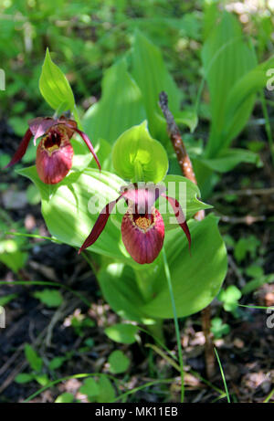 Voir ci-dessus sur deux super Lady's Slipper fleurs et feuilles vertes contexte Banque D'Images