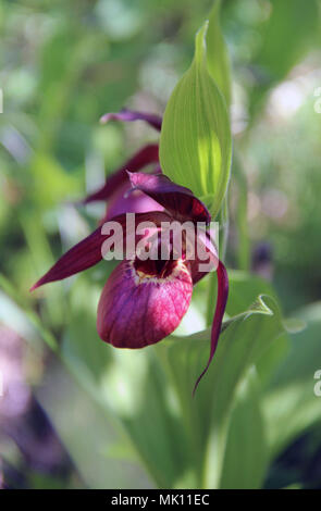 Voir ci-dessus sur deux super Lady's Slipper fleurs et feuilles vertes contexte Banque D'Images