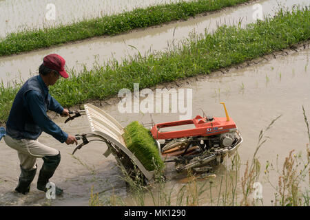 La culture du riz en terrasses sur les rizières. Que l'accès est difficile, la plupart du travail est fait manuellement. Cet agriculteur est en mesure d'utiliser un simple transplanter. Banque D'Images