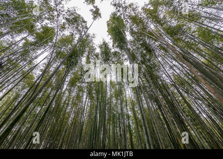 La magnifique forêt de bambous d'Arashiyama, Kyoto, Japon Banque D'Images