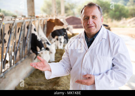 Smiling mature man inspection vétérinaire vaches dans la ferme laitière canadienne Banque D'Images