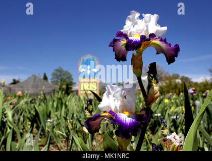 Deux iris en fleurs se détachent sur un champ de feuilles vertes dans le jardin d'Iris Parc Will Rogers à Oklahoma City. Banque D'Images