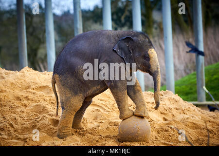 Un bébé éléphant asiatique au cours de l'assemblée annuelle à l'inventaire des animaux ZSL zoo de Whipsnade Banque D'Images
