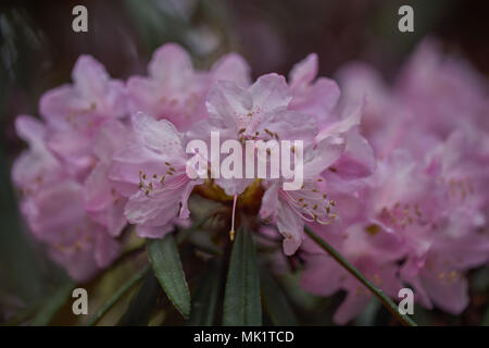 Rhododendron makinoi fleur rose fleurs luxuriantes rhododendron RHODODENDRON Rhododendron en fleurs près de printemps floraison fleurs Rhodendron Banque D'Images