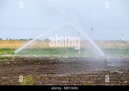 Système d'irrigation dans la zone de melons. Arroser les champs. Arroseur. Banque D'Images