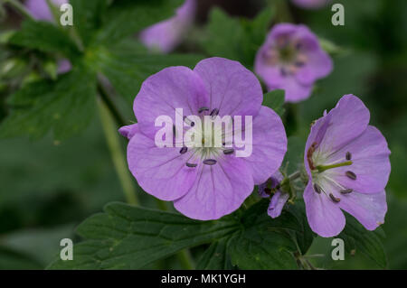 Géranium sauvage en milieu naturel. Banque D'Images