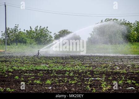 Système d'irrigation dans la zone de melons. Arroser les champs. Arroseur. Banque D'Images