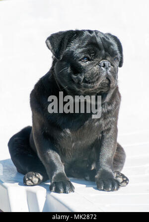 Close-up of a black Pug sitting in sunny day Banque D'Images