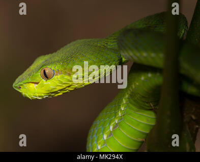 Femme superbe Pit Viper Vert Phuket (Trimeresurus) phuketensis dans un arbre, à Phuket en Thaïlande. Banque D'Images