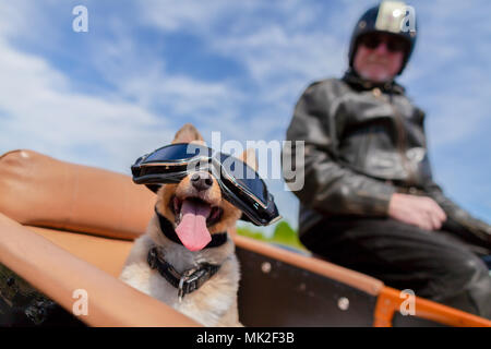 Shetland Sheepdog siège avec des lunettes de soleil dans une moto side-car Banque D'Images