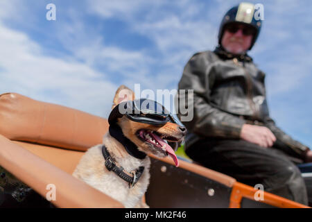 Shetland Sheepdog siège avec des lunettes de soleil dans une moto side-car Banque D'Images