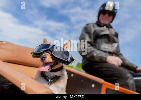 Shetland Sheepdog siège avec des lunettes de soleil dans une moto side-car Banque D'Images