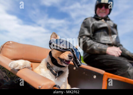 Shetland Sheepdog siège avec des lunettes de soleil dans une moto side-car Banque D'Images