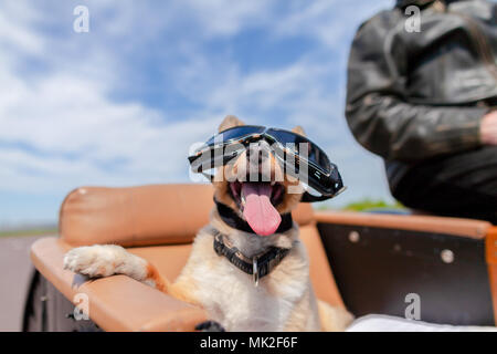 Shetland Sheepdog siège avec des lunettes de soleil dans une moto side-car Banque D'Images