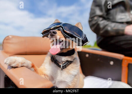 Shetland Sheepdog siège avec des lunettes de soleil dans une moto side-car Banque D'Images