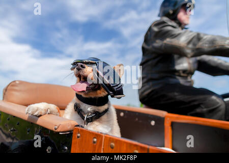 Shetland Sheepdog siège avec des lunettes de soleil dans une moto side-car Banque D'Images