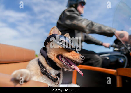 Shetland Sheepdog siège avec des lunettes de soleil dans une moto side-car Banque D'Images