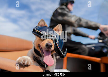 Shetland Sheepdog siège avec des lunettes de soleil dans une moto side-car Banque D'Images