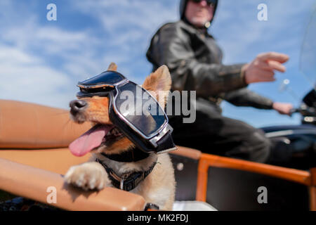 Shetland Sheepdog siège avec des lunettes de soleil dans une moto side-car Banque D'Images