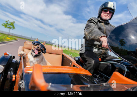 Shetland Sheepdog siège avec des lunettes de soleil dans une moto side-car Banque D'Images