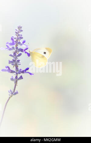 Papillon blanc du chou se nourrissent d'une fleur de salvia, avec un fond naturel lumineux - vue latérale Banque D'Images