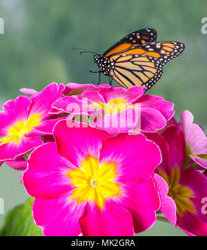 Papillon Monarque Danaus plexippus sur une fleur rose et jaune 200B avec un fond vert naturel - vue latérale Banque D'Images