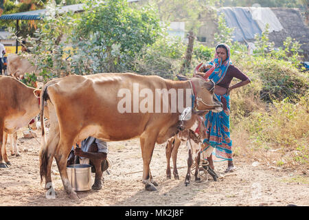 Tiruvannamalai, Tamil Nadu, Inde, le 23 janvier 2018 : la famille indienne traire une vache Banque D'Images