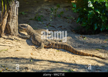 Dragon de Komodo (Varanus komodoensis) à au Zoo d'Adélaïde, SA, Australie Banque D'Images