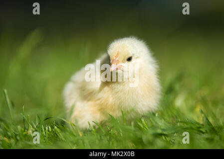 Fermer belle petite chicken on Green grass in garden Banque D'Images