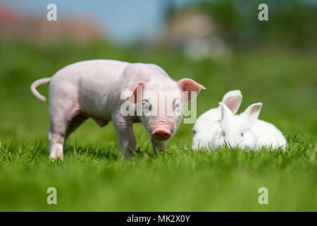 Porcelet nouveau-né et lapin blanc sur l'herbe verte du printemps à la ferme Banque D'Images