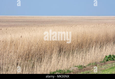 Marais entre Reed et Blakeney Claj suivant la Mer du Nord, Norfolk, East Anglia, Angleterre, Royaume-Uni. Banque D'Images