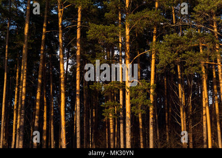 Bord d'une sombre forêt de pins avec des arbres éclairés par les rayons du soleil couchant Banque D'Images