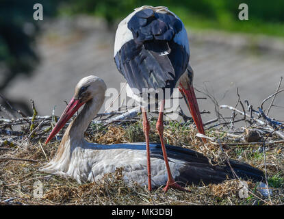 07 mai 2018, l'Allemagne, Lebus : vue depuis le clocher de l'église de Lebus. Une Cigogne Blanche (Ciconia ciconia) Couple dans son nid. Selon le Naturschutzbund Deutschland e.V. ( allumé. La nature et la biodiversité Conservation Union) ou NABU il y a plus de 1300 couples de cigognes dans le Brandebourg. Photo : Patrick Pleul/dpa-Zentralbild/dpa Banque D'Images