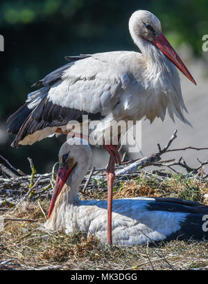 07 mai 2018, l'Allemagne, Lebus : vue depuis le clocher de l'église de Lebus. Une Cigogne Blanche (Ciconia ciconia) Couple dans son nid. Selon le Naturschutzbund Deutschland e.V. ( allumé. La nature et la biodiversité Conservation Union) ou NABU il y a plus de 1300 couples de cigognes dans le Brandebourg. Photo : Patrick Pleul/dpa-Zentralbild/dpa Banque D'Images