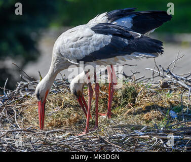 07 mai 2018, l'Allemagne, Lebus : vue depuis le clocher de l'église de Lebus. Une Cigogne Blanche (Ciconia ciconia) Couple dans son nid. Selon le Naturschutzbund Deutschland e.V. ( allumé. La nature et la biodiversité Conservation Union) ou NABU il y a plus de 1300 couples de cigognes dans le Brandebourg. Photo : Patrick Pleul/dpa-Zentralbild/dpa Banque D'Images