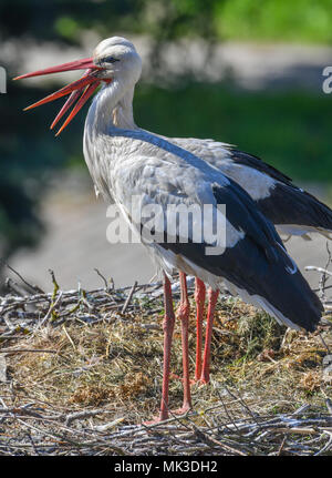 07 mai 2018, l'Allemagne, Lebus : vue depuis le clocher de l'église de Lebus. Une Cigogne Blanche (Ciconia ciconia) Couple dans son nid. Selon le Naturschutzbund Deutschland e.V. ( allumé. La nature et la biodiversité Conservation Union) ou NABU il y a plus de 1300 couples de cigognes dans le Brandebourg. Photo : Patrick Pleul/dpa-Zentralbild/dpa Banque D'Images