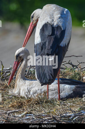 07 mai 2018, l'Allemagne, Lebus : vue depuis le clocher de l'église de Lebus. Une Cigogne Blanche (Ciconia ciconia) Couple dans son nid. Selon le Naturschutzbund Deutschland e.V. ( allumé. La nature et la biodiversité Conservation Union) ou NABU il y a plus de 1300 couples de cigognes dans le Brandebourg. Photo : Patrick Pleul/dpa-Zentralbild/dpa Banque D'Images