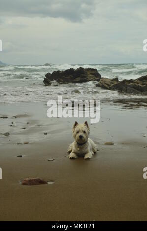 Chien Westh Highland White Terrier profiter d'une journée de plage avec des formations de type flysch Paléocène Du Geopark UNESCO. Route Basque Gam tir Banque D'Images