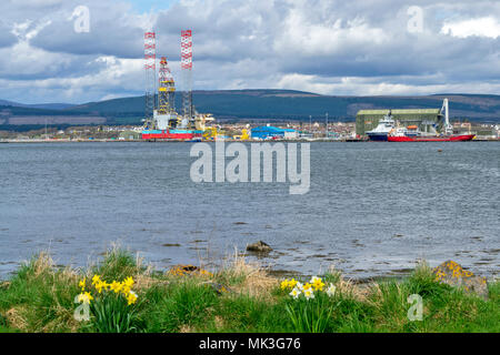 Estuaire de Cromarty ECOSSE UNE PLATEFORME PÉTROLIÈRE DÉSAFFECTÉE EN RÉPARATION AU LARGE INVERGORDON AVEC JONQUILLES PRINTEMPS SUR LA RIVE Banque D'Images