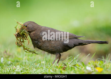 Une femme Turuds (Blackbird merula) avec un bec plein de matériel de nidification de recueillir de l'étang de jardin edge, Hastings, East Sussex, England, UK Banque D'Images