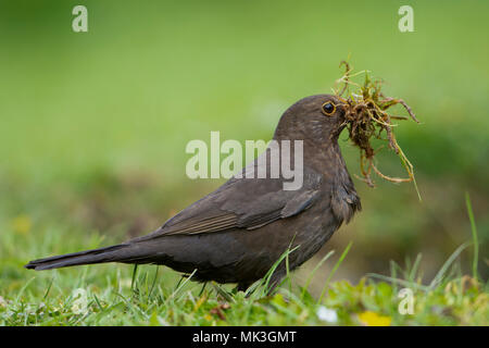 Une femme Turuds (Blackbird merula) avec un bec plein de matériel de nidification de recueillir de l'étang de jardin edge, Hastings, East Sussex, England, UK Banque D'Images