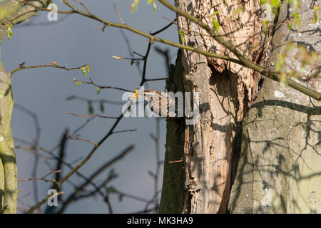 Bruant eurasien (Certhia familiaris) en prenant le matériel du nid retour à l'emplacement du nid, campagne du Sussex, UK Banque D'Images