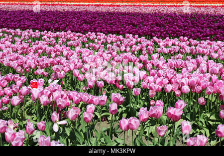 Tulipes poussant dans un champ au cours de la vallée de la Skagit Tulip Festival à Mount Vernon, Washington, États-Unis. Une tulipe rouge est au milieu de la tulipe rose dans la f Banque D'Images