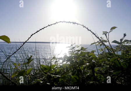 Seascape avec plantes sauvages et des branches épineuses en premier plan et le soleil sur l'horizon et la mer en arrière-plan Banque D'Images