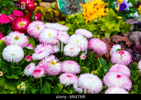 Fleurs (Bellis perennis Bellis, pâquerettes habanera) à la Columbia Road Flower Market, London, UK Banque D'Images