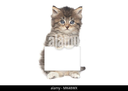 Adorable chaton parfait pour un calendrier Banque D'Images