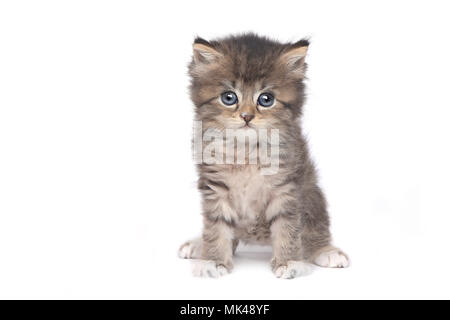 Adorable chaton parfait pour un calendrier Banque D'Images