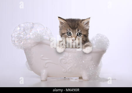 Adorable chaton parfait pour un calendrier Banque D'Images