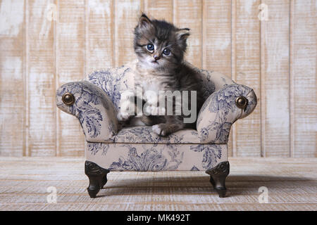 Adorable chaton parfait pour un calendrier Banque D'Images